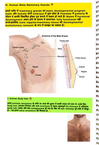 H. Human Male Mammary Glands
<br>
FHIR TR mammary glands a basic developmental program
<br>
male r
female embryos s zlar l Females puberty
<br>
development HeT F hTRUT HTT-4A: fully functional
<br>
HdigHfey male nipples/mammary tissue t developmental
<br>
evolutionary remnant 4 H4T GT HhdT I
<br>
Lymph nodes
<br>
I. Human Body Hair
<br>
Nipple
<br>
Areola
<br>
Anatomy of the Male Breast
<br>
body hair arqHTT MuTr 4 functions
<br>
body hair qdetR A
Conspicuous Ta
<br>
-46FHTR hairy ancestors ât faeHd ŽI
<br>
Chest wall
<br>
Ribs
<br>
-Muscle
<br>
-Fatty tissue
<br>
Areola
<br>
Nipple
<br>
Ducts
<br>
IGT HEyuf eI Humans
<br>
f ft hair follicles rr gg
<br>
fdcaiT
<br>
 