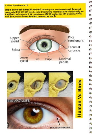 J. Plica Semilunaris ®
<br>
mammals š y
Grt ar
<br>
ifta ti a animals
<br>
Upper
<br>
eyelid
<br>
Sclera
<br>
Lower
<br>
eyelid
<br>
thirdeyelid (nictitating membrane) èevolutionaryu
<br>
g membrane sa f protection sr cleaning H4
<br>
BIOLOGY.LIFE
<br>
Iris
<br>
Pupil
<br>
Plica
<br>
semilunaris
<br>
papilla
<br>
Lacrimal
<br>
caruncle
<br>
Lacrimal
<br>
PLICA SEMILUNARIS
<br>
Human
Vs
Birds
<br>
 