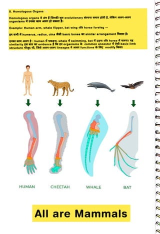 8. Homologous Organs
<br>
Homologous organs str evolutionary eI ATT At t, far He-YGT
<br>
Example: Human arm, whale flipper, bat wing str horse foreleg -
<br>
g
FAhumerus,radius, ulna reft basic bones T similar arrangement freat
<br>
gAAT 5TH re :
human g, whale swimming, bat gT sR horse eTI 4E
<br>
similarity A I evidence fà A organisms common ancestor ft basic limb
<br>
structure tyg ft, frt e-HeT lineages HeT functions & fry modify faati
<br>
HUMAN
<br>
CHEETAH
<br>
WHALE
<br>
BAT
<br>
Allare Mammals
<br>
 