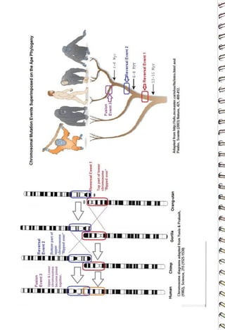 Chromosomal
Mutation
Events
Superimposed
on
the
Ape
Phylogeny
<br>
Reversal
<br>
Event
2
<br>
Fusion
<br>
Event
3
<br>
Bottom
part
of
<br>
chromosome
<br>
"flipped
<br>
over"
<br>
upper
<br>
Upper
&
Lower
<br>
chromosomes
<br>
become
joined
<br>
together.
<br>
Reversal
Event1
<br>
4-6
Myr
<br>
Fusion
<br>
Event
3
<br>
Top
part
of
lower
<br>
chromosome
<br>
"lipped
over"
<br>
AReversal
Event
2
<br>
46-8
Myr
<br>
I
Reversal
Event
1
<br>
IIIUDCIID
<br>
-12-15
Myr
<br>
Adapted
from
<br>
http://info.mcmaster.calmlou/ltslintro.html
and
<br>
Pääbo,
Svante
(2003)
Nature,
421,
409-412.
<br>
Orang-utan
<br>
Gorilla
<br>
Chimp
<br>
Human
<br>
Chromosome
diagrams
adapted
from
Yunis
&
Prakash,
<br>
(1982),
Science,
215
(1525-1530)
<br>
 
