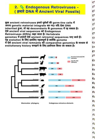 Endogenous Retroviruses
<br>
(34T DNA Ancient Viral Fossils)
<br>
2.
<br>
hs ancient retroviruses FHTR
Y â germ-line cells
<br>
H4T genetic materialintegrate h iq HT DNA
<br>
inherited z3T, at ag descendants genomes
<br>
#
ancient viral sequences t Endogenous
<br>
Retroviruses (ERVS)haI GIII Vertebrate
<br>
genomes zR ancient retroviral sequences Yry là I
<br>
u8 evolution fq afdy Hsyuf ifes genome
<br>
ancient viral remnants t comparative genomics
<br>
evolutionary history qngt fay gte fasar T
HTI I
<br>
Canis lupus familiaris
<br>
Felis catus
<br>
Ros tounus
<br>
Sus scrofa
<br>
Mus musculus
<br>
Rattus norvegicus
<br>
Homo sapiens
<br>
Monodelphis domestica
<br>
Mammalian phylogeny
<br>
170
<br>
188
<br>
200
<br>
210
<br>
13
<br>
401
<br>
425
<br>
90
<br>
90
<br>
G
HAhdl
l
<br>
620
<br>
517
<br>
173
<br>
Ancestral (shared) ERV
<br>
elements
<br>
Specific ERV
<br>
elements
<br>
372
<br>
Endogenous retrovirus elements
<br>
TH
<br>
345
<br>
360
<br>
 