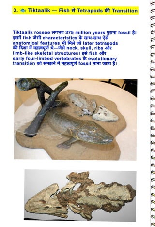 3. Tiktaalik – Fish Tetrapods â Transition
<br>
Tiktaalik roseae T
375 million years yrT fossil i
<br>
FH fish et characteristics r-GrY
<br>
anatomical features f frà t later tetrapods
<br>
fm Hgqof tt neck, skull, ribs tr
<br>
limb-like skeletal structuresI fishR
<br>
early four-limbed vertebrates evolutionary
<br>
transition HHt HHquf fossil GIAII
<br>
 