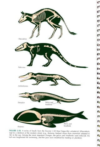 Diacodexis
<br>
Pakicetus
<br>
Ambulocetus
<br>
Dorudon
<br>
Balaena
<br>
Pelvis and
<br>
hindlimb
<br>
Pelvis and
<br>
hindlimb
<br>
FIGURE 3.18. A series of fossils from the Eocene (-50 Mya) hippo-like artiodactyl (Diacodexis,
<br>
top) to a skeleton of the modern whale (e.g., Balaena, bottom) shws how mammals adapted to
<br>
life in the sea. Among the most important changes, the pelvis and hindlimbs were reduced, the
<br>
tail was lengthened for swimming, and the jaws were modified for feeding on plankton.
<br>
 