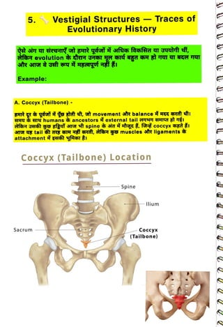 5.
<br>
Example:
<br>
A. Coccyx (Tailbone)
-
<br>
Vestigial Structures - Traces of
<br>
Evolutionary History
<br>
HH4 TY humans
<br>
TGT TE tail
<br>
attachment
<br>
ancestors external tail T
HHIA Bt TI
<br>
5TH
T Ht, fe gs muscles str ligaments
<br>
gât AT I
<br>
Sacrum
<br>
Coccyx (Tailbone) Location
<br>
Spine
<br>
Ilium
<br>
Coccyx
<br>
(Tailbone)
<br>
 