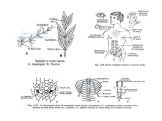 Evidences of evolution from patterns of development | PPTX