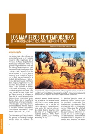 LOSPRIMEROS CAZADORES RECOLECTORES EN EL NOROESTE DEL PERÚ
                     DE LOS
                            MAMÍFEROS CONTEMPORÁNEOS
                                                                                       Paleontólogo Jean-Noël Martinez (Perú)


                INTRODUCCIÓN

                Las evidencias más antiguas de
                presencia humana en el noroeste
                peruano están registradas en la
                Provincia de Talara (Departamento
                de Piura) (Richardson, 1978) y a
                grandes rasgos entre los valles del
                Río Zaña y del Río Chicama (De-
                partamentos de Lambayeque y La
                Libertad) (León Canales, 2007). En
                estos lugares, el hombre estaría
                presente en el Holoceno Tempra-
                no, es decir que sería posterior al
                fin de la última glaciación y a la ex-
                tinción de los grandes mamíferos
                de la megafauna pleistocénica. La
                ausencia de evidencia de coexis-
                tencia - o por lo menos de interac-
                ción - entre el hombre y la mega-
                fauna fue muy discutida en el caso       Imagen clásica de la megafauna pleistocénica de la Pampa argentina. El mayor desarrollo de las
                de la llamada “Pampa de los Fósi-        investigaciones paleontológicas en Argentina hizo que este tipo de escena fuera a menudo reprodu-
                                                         cido con el título “La megafauna del Pleistoceno en Sudamérica”. En realidad, existen diferencias en
                les” (Departamento de la Libertad).      la composición de la megafauna de una región a otra del continente sudamericano.
                Este sitio de interés arqueológico y
                paleontológico proporcionó abun-         embargo, existen ahora argumen-                    El noroeste peruano tiene un
                dantes fósiles de la megafauna           tos, a favor de una antigüedad de                  abundante registro paleontológico
                pleistocénica, sin argumentos con-       15,000 años o más para el hombre                   de mamíferos cuaternarios que
                vincentes para sugerir su contem-        sudamericano, por lo que los pri-                  detallaremos a continuación. Nos
                poraneidad con el material lítico de     meros cazadores recolectores en                    enfocaremos sobre cinco departa-
                la industria llamada “paijanense”        esta región del planeta hubiesen                   mentos: Cajamarca, La Libertad,
                comúnmente encontrado a proxi-           coexistido durante algunos miles                   Lambayeque, Piura y Tumbes.
                midad (Chauchat, 1987, 2006).            de años con la megafauna pleis-                    Salvo por escasas dataciones ab-
                                                         tocénica (Dillehay, 1989, 1997;                    solutas, rara vez es posible asignar
                De manera general, la antigüedad         Waters & Stafford, 2007; Barnosky                  una edad precisa a las localidades
                del hombre en Sudamérica sigue           & Lindsey, 2010).                                  fosilíferas donde la megafauna ex-
                siendo objeto de debates. Sin                                                               tinguida está asociada con espe-
PALEONTOLOGÍA




                74
 