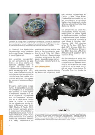 esencialmente representados en
                                                                                                                        Pampa La Brea (Talara, Piura).
                                                                                                                        Esta localidad es conocida por ha-
                                                                                                                        ber proporcionado un yacimiento
                                                                                                                        fosilífero tafonómicamente similar
                                                                                                                        al famoso sitio de Rancho La Brea
                                                                                                                        (California, U.S.A.).

                                                                                                                        Los afloramientos de asfalto fun-
                                                                                                                        cionaron como trampas naturales,
                                                                                                                        constituyendo un potente agente
                                                                                                                        de concentración de los cadáveres
                                                                                                                        y de preservación de los esquele-
                                                                                                                        tos, en particular de mamíferos y
                Osteodermo del armadillo gigante Pachyarmatherium procedente de la localidad de La Encantada            aves (Lemon & Churcher, 1961;
                (Provincia de Morropón, Departamento de Piura). Es hasta la fecha el único registro en toda la región   Churcher, 1962, 1965; Churcher
                andina para este género conocido en la parte oriental del continente, en Brasil, Uruguay y Venezue-
                la. Colecciones del Instituto de Paleontología de la Universidad Nacional de Piura, Perú.               & Van Zyll De Jong, 1965; Cam-
                                                                                                                        pbell, 1979; Seymour, 1983; Cza-
                (La Libertad). Los Mylodontidae                     osteodermos permite atribuir esta                   plewski, 1990; Martínez & Cadeni-
                (Glossotherium) están presentes                     forma a Pachyarmatherium tene-                      llas, 2004; Cadenillas & Martínez,
                en la costa (Piura y Tumbes) y en                   bris Rincón & White, 2007 (Martí-                   2006; Oswald & Steadman, 2010;
                la sierra (Cajamarca).                              nez & Rincón,o.c.). Estos animales                  Seymour, 2010).
                                                                    ocupaban ambientes de tipo pasti-
                Los ambientes correspondien-                        zales o áreas abiertas parcialmen-                  Una característica de estos yaci-
                tes son generalmente de pas-                        te arboladas (Scillato-Yané et al.,                 mientos paleontológicos en asfalto
                tizales o de áreas abiertas par-                    1995).                                              (comparados con depósitos fosilí-
                cialmente arboladas como lo                                                                             feros en ambientes fluvio-lacustres
                sugieren las adaptaciones de                        LOS CARNÍVOROS                                      o cársticos) es la mayor propor-
                Diabolotherium nordenskioldi para                                                                       ción de restos de carnívoros. En
                trepar árboles(Pujos et al., 2007).                 Los carnívoros (Orden Carnivora)                    Pampa La Brea, tres familias de
                Debió haber una diferenciación de                   del Pleistoceno norperuano están
                nichos entre especies simpátricas
                como la hay en la actualidad entre
                grandes herbívoros que compar-
                ten un mismo ecosistema (Bargo,
                2001).

                En cuanto a los Cingulata, el regis-
                tro fósil de dasipódidos (“verdade-
                ros” armadillos) en el noroeste del
                Perú se limita a la fecha al géne-
                ro Propraopus presente en la sie-
                rra de Cajamarca. Un pampaterio
                está abundantemente represen-
                tado en la costa desde Tumbes
                hasta La Libertad. La biometría
                de sus osteodermos permite atri-
                buirlo a Holmesina majus (Lund,
                1842) (Martínez & Rincón, 2010).
                Una mención particular amerita
                la presencia en la localidad de La
                Encantada (Chulucanas, Piura) de
                                                                    Cráneo de jaguar (Panthera onca) procedente de Pampa La Brea (Provincia de Talara, Departamen-
                Pachyarmatherium, género nunca                      to de Piura). Los restos fósiles encontrados en este sitio corresponden a una forma más robusta
                antes mencionado en la parte oc-                    que el jaguar moderno, por lo cual fue confundido con Panthera atrox, el león del Pleistoceno de
                                                                    Norteamérica, hasta que los trabajos de Kevin Seymour (1983) demostrarán que esta identificación
                cidental de Sudamérica (Martinez                    estaba equivocada. Colecciones del Royal Ontario Museum, Toronto, Canadá.
                et al., 2008). La biometría de sus
PALEONTOLOGÍA




                76
 