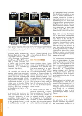 sición a los elefántidos cuya super-
                                                                                                                    ficie dental está constituida por una
                                                                                                                    serie de crestas transversales. La
                                                                                                                    palabra “mastodonte” no tiene un
                                                                                                                    significado preciso en términos de
                                                                                                                    sistemática porque se refiere a dos
                                                                                                                    familias distintas: los mastodontes
                                                                                                                    de Norteamérica (familia Mammu-
                                                                                                                    tidae) y los de Sudamérica (familia
                                                                                                                    Gomphotheriidae, ya diferenciada
                                                                                                                    en Africa desde el Mioceno inferior,
                                                                                                                    hace más de 20 millones de años).

                                                                                                                    Este orden fue más diversificado
                                                                                                                    que en la actualidad hasta en tiem-
                                                                                                                    pos geológicamente muy recientes.
                                                                                                                    Hace menos de diez mil años, a
                                                                                                                    finales de la última glaciación, aún
                                                                                                                    quedaban dos especies de masto-
                                                                                                                    dontes en América y varias más de
                                                                                                                    elefántidos, entre ellas el mamut la-
                Algunos elementos del esqueleto del tigre dientes de sable Smilodon fatalis, procedentes de Pampa   nudo (Mammuthus primigenius) de
                La Brea (Provincia de Talara, Departamento de Piura). En esta localidad, los fósiles vertebrados
                son a menudo fragmentados pero muy abundantes. Colecciones del Instituto de Paleontología de la     Eurasia y Norteamérica, el mamut
                Universidad Nacional de Piura, Perú.                                                                de Columbia (Mammuthus colum-
                                                                                                                    bii) y unas cuantas especies insula-
                carnívoros están representadas:                   calopex culpaeus (Molina, 1782)                   res enanas de los géneros Palaeo-
                Canidae (Canis dirus Leidy, 1858                  en Santa Rosa de Celendín (Caja-                  loxodon y Stegodon.
                y Lycalopex sechurae (Thomas,                     marca).
                1900)), Mustelidae (Conepatus ta-                                                                   Los proboscídeos están represen-
                larae Churcher & Van Zyll De Jong,                LOS PROBOSCIDEOS                                  tados en Sudamérica por los “mas-
                1965) y Felidae (Smilodon fata-                                                                     todontes” Gomphotheriidae. La es-
                lis (Leidy, 1868), Panthera onca                  Los proboscídeos (Orden Probos-                   pecie más común presente en casi
                (Linnaeus, 1758), Puma concolor                   cidea) son un grupo de mamíferos                  todos los yacimientos paleontológi-
                (Linnaeus, 1771) y Leopardus sp.)                 placentarios, que contiene solo                   cos de vertebrados del Pleistoceno
                (Seymour, 1983, 2010).                            una familia viviente en la actua-                 norperuano, es Stegomastodon
                                                                  lidad denominada Elephantidae,                    waringi (Holland, 1920). Cuviero-
                Los carnívoros, en particular los                 la cual está representada por tres                nius hyodon (Fischer, 1814) solo
                grandes, suelen tener distribucio-                especies: el elefante africano de                 está registrado, por el momento,
                nes geográficas amplias. El “Tigre                sabana (Loxodonta africana), el                   en la localidad de Yamaluc (Chota,
                Dientes de Sable” de Pampa La                     elefante africano de bosque (Loxo-                Cajamarca).
                Brea no ha sido atribuido a Smilo-                donta cyclotis) y el elefante asiático
                don populator Lund, 1842 (especie                 (Elephas maximus). Es el legado                   Stegomastodon waringi sería una
                clásicamente señalada en Suda-                    muy pobre de un grupo aparecido                   forma adaptada a zonas de clima
                mérica) sino a Smilodon fatalis                   hace 60 millones de años en Áfri-                 templado-cálido mientras que Cu-
                (Leidy, 1868) (especie presente, al               ca, con más de 15 familias total-                 vieronius hyodon tendría prefe-
                igual que Canis dirus, en Rancho                  mente extintas.                                   rencia por climas templados-fríos,
                La Brea, California) (Kurtén & Wer-                                                                 explicándose así su presencia
                delin, 1990).                                     Es común la confusión entre los                   en localidades de altura en la re-
                                                                  términos “mastodonte” y “mamut”.                  gión intertropical (Alberdi & Prado,
                La presencia de carnívoros en                     Los mamuts (género Mammuthus)                     1995a).
                otras localidades fosilíferas del                 eran muy cercanos parientes de
                Pleistoceno norperuano es más                     los elefantes actuales, en particu-               LOS ARTIODÁCTILOS
                anecdótica, siendo señalado Ly-                   lar del elefante de Asia (Elephas
                calopex sechurae (Thomas, 1900)                   maximus). El término “mastodonte”                 Los artiodáctilos (Orden Artiodac-
                en San Sebastián (Piura) y Pampa                  se refiere a la forma redondeada                  tyla) son mamíferos ungulados cu-
                de los Fósiles (La Libertad) y Ly-                de las cúspides dentales, por opo-                yas extremidades terminan en un
PALEONTOLOGÍA




                78
 