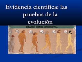 Evidencia científica: las
      pruebas de la
        evolución
 