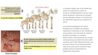 Lo anterior implica que si los fósiles son
restos de organismos y estos se
formaron simultáneamente con las rocas
donde aparecen, entonces los estratos
que los albergan ofrecen una historia de
las diferentes especies que poblaron la
tierra.
Los estratos geológicos son ahora
fechados por el análisis de isótopos
radiactivos contenidos en los cristales de
rocas ígneas (roca formada de material
fundido) asociadas con estratos
determinados. Demuestrando de manera
concluyente que la edad de la tierra está
cercana a los 5.000 millones de años, por
lo tanto la tierra es los suficientemente
vieja como para que la evolución haya
podido producir la diversidad de
organismos observada
 