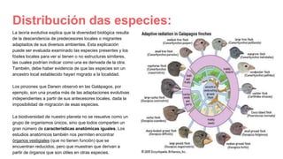 Distribución das especies:
La teoría evolutiva explica que la diversidad biológica resulta
de la descendencia de predecesores locales o migrantes
adaptados de sus diversos ambientes. Esta explicación
puede ser evaluada examinado las especies presentes y los
fósiles locales para ver si tienen o no estructuras similares,
las cuales podrían indicar como una es derivada de la otra.
También, debe haber evidencia de que las especies sin un
ancestro local establecido hayan migrado a la localidad.
Los pinzones que Darwin observó en las Galápagos, por
ejemplo, son una prueba más de las adaptaciones evolutivas
independientes a partir de sus antecesores locales, dada la
imposibilidad de migración de esas especies.
La biodiversidad de nuestro planeta no se resuelve como un
grupo de organismos únicos, sino que todos comparten un
gran número de características anatómicas iguales. Los
estudios anatómicos también nos permiten encontrar
órganos vestigiales (que no tienen función) que se
encuentran reducidos, pero que muestran que derivan a
partir de órganos que son útiles en otras especies.
 