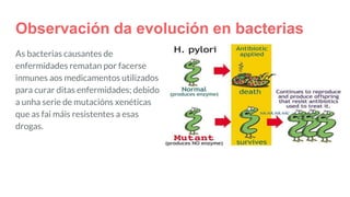 Observación da evolución en bacterias
As bacterias causantes de
enfermidades rematan por facerse
inmunes aos medicamentos utilizados
para curar ditas enfermidades; debido
a unha serie de mutacións xenéticas
que as fai máis resistentes a esas
drogas.
 