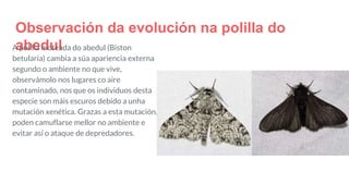 Observación da evolución na polilla do
abedulA polilla moteada do abedul (Biston
betularia) cambia a súa apariencia externa
segundo o ambiente no que vive,
observámolo nos lugares co aire
contaminado, nos que os individuos desta
especie son máis escuros debido a unha
mutación xenética. Grazas a esta mutación,
poden camuflarse mellor no ambiente e
evitar así o ataque de depredadores.
 