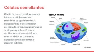 Células semellantes
O feito de que, en xeral, a estrutura
básica das células sexa moi
semellante ou igual en todas as
especies indica a existencia dun
antepasado común, xa que; ainda que
se atopan algunhas diferencias
debidas a mutacións xenéticas, a
estrutura básica é común nas
especies existentes e tamén a
algunhas extintas.
 