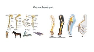 Órganos homólogos
 