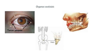 Órganos vestixiais
 