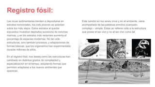 Registro fósil:
Las rocas sedimentarias tienden a depositarse en
estratos horizontales, los más jóvenes se asientan
sobre los más viejos. Estos estratos al quedar
expuestos muestran depósitos sucesivos de conchas
marinas, y en los estratos más recientes aumenta el
porcentaje de especies modernas. No tan sólo
estructuras, sino también procesos, y adaptaciones de
formas básicas, que los organismos han experimentado
durante millones de años.
En el registro fósil, nos delata como las estructuras han
cambiado en distintos grados de complejidad y
especialización en el tiempo, adoptando formas que
permitan adaptarse a los nuevos ambientes que
aparecen.
Este cambio en los seres vivos y en el ambiente, viene
acompañado de las palabras primitivo avanzado,
complejo – simple. Estas se refieren sólo a la estructura
que posee el ser vivo y no al ser vivo como tal.
 