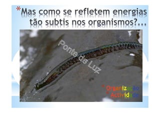 *
* Organização
* Actividade
 