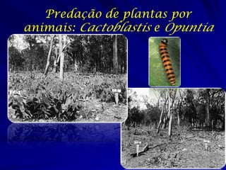 Predação de plantas por
animais: Cactoblastis e Opuntia
 