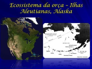 Ecossistema da orça – Ilhas
   Aleutianas, Alaska
 