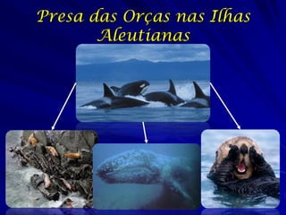 Presa das Orças nas Ilhas
       Aleutianas
 