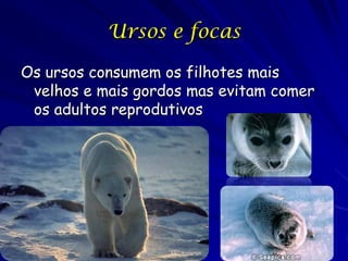 Ursos e focas

Os ursos consumem os filhotes mais
 velhos e mais gordos mas evitam comer
 os adultos reprodutivos
 