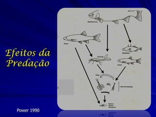 Efeitos da
Predação




  Power 1990
 