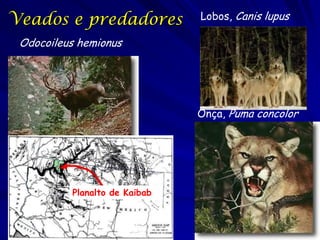 Veados e predadores            Lobos, Canis lupus

 Odocoileus hemionus




                               Onça, Puma concolor




          Planalto de Kaibab
 