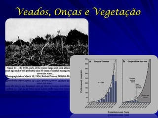Veados, Onças e Vegetação
 