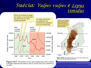 Suécia: Vulpes vulpes e Lepus
                      timidus
 