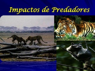 Impactos de Predadores
 