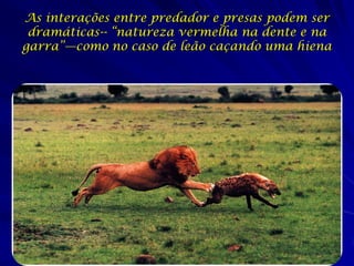 As interações entre predador e presas podem ser
 dramáticas-- “natureza vermelha na dente e na
garra”—como no caso de leão caçando uma hiena
 