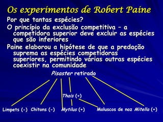 Os experimentos de Robert Paine
 Por que tantas espécies?
 O princípio da exclusão competitiva – a
   competidora superior deve excluir as espécies
   que são inferiores
 Paine elaborou a hipótese de que a predação
   suprema as espécies competidoras
   superiores, permitindo várias outras espécies
   coexistir na comunidade
                     Pisaster retirado


                          Thais (+)

Limpets (-) Chitons (-)   Mytilus (+)    Moluscos de noz Mitella (+)
 