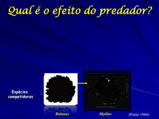 Qual é o efeito do predador?




  Espécies
competidoras



               Balanus   Mytilus   (Paine 1966)
 