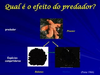 Qual é o efeito do predador?


predador
                             Pisaster




  Espécies
competidoras



               Balanus   Mytilus        (Paine 1966)
 