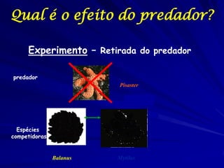 Qual é o efeito do predador?

     Experimento – Retirada do predador

predador
                         Pisaster




  Espécies
competidoras


               Balanus   Mytilus
 