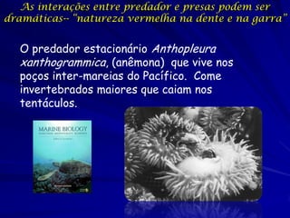As interações entre predador e presas podem ser
dramáticas-- “natureza vermelha na dente e na garra”


  O predador estacionário Anthopleura
  xanthogrammica, (anêmona) que vive nos
  poços inter-mareias do Pacífico. Come
  invertebrados maiores que caiam nos
  tentáculos.
 