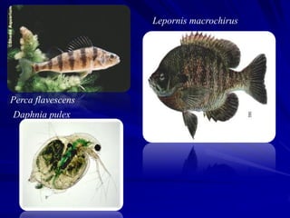 Lepornis macrochirus




Perca flavescens
Daphnia pulex
 