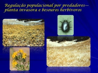 Regulação populacional por predadores—
planta invasora e besouros herbívoros
 