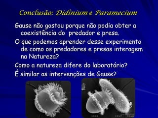Conclusão: Didinium e Paramecium

Gause não gostou porque não podia obter a
  coexistência do predador e presa.
O que podemos aprender desse experimento
  de como os predadores e presas interagem
  na Natureza?
Como a natureza difere do laboratório?
É similar as intervenções de Gause?
 