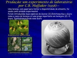 Predação: um experimento de laboratório
       por C.B. Huffaker (1958)—
 Uma laranja, com papel para limitar a disponibilidade de alimento, foi
 usada como unidade experimental
 Foram introduzidas duas espécies de ácaros: (1) Eotetranychus, o ácaro
 come a casca de laranja e é uma praga importante em laranjais. (2) O
 ácaro Typhlodromus preda esse ácaro.




 Eotetranychus sexmaculatus




  Typhlodromus occidentalis
 