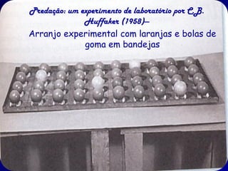Predação: um experimento de laboratório por C.B.
              Huffaker (1958)—
Arranjo experimental com laranjas e bolas de
              goma em bandejas
 