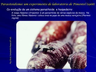 Parasitoidismo: um experimento de laboratório de Pimentel (1968)
    Co-evolução de um sistema parasitoide e hospedeiro:
                                              A vespa Nasonia vitripennis é um parasitóide de várias espécies de mosca. Na
                                              foto, uma fêmea Nasonia i coloca ovos na pupa de uma mosca varejeira (Phormia
                                              regina)
      Fig. 53.x2, Campbell & Reece (6th ed)
 