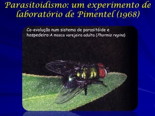 Parasitoidismo: um experimento de
  laboratório de Pimentel (1968)
     Co-evolução num sistema de parasitóide e
     hospedeiro:A mosca varejeira adulta (Phormia regina)
 