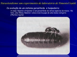 Parasitoidismo: um experimento de laboratório de Pimentel (1968)

     Co-evolução de um sistema parasitoide e hospedeiro:
        A vespa Nasonia vitripennis é um parasitóide de várias espécies de mosca. Na
        foto, uma fêmea Nasonia i coloca ovos na pupa de uma mosca varejeira
        (Phormia regina)
 