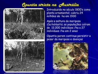 Opuntia stricta na Austrália
            Introduzido no século 1800’s como
            planta ornamental; cubriu 24
            milhões de ha em 1930
            Após a soltura da mariposa
            Cactoblastis, as populações caíram
            de 12,000 indivíduos /ha a 27
            indivíduos /ha em 2 anos
            Opuntia porem continua persistir a
            pesar da mariposa e doenças
                        Cactoblastis cactorum larvae
 