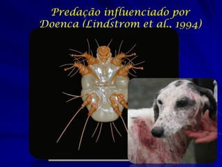 Predação influenciado por
Doença (Lindstrom et al., 1994)
 