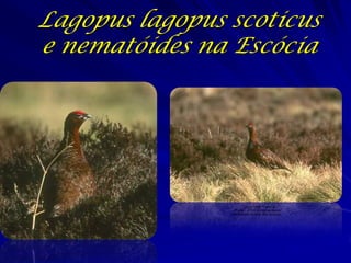 Lagopus lagopus scoticus
e nematóides na Escócia




                       QuickTime™ and a
                  Photo - JPEG decompressor
                are needed to see this picture.
 