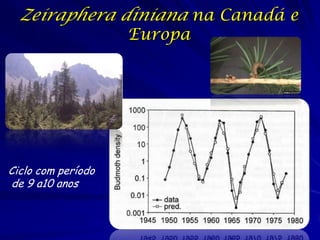 Zeiraphera diniana na Canadá e
                    Europa




Ciclo com período
de 9 a10 anos
 
