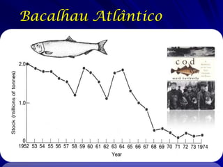 Bacalhau Atlântico
 
